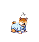 赤ちゃん太っちょ柴犬 おむつ履いてます（個別スタンプ：34）