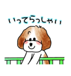 僕はオーストラリアン・ラブラドゥードゥル（個別スタンプ：37）