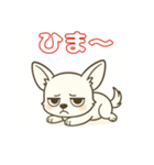【毎日使える】チワワ（白）日常挨拶_3（個別スタンプ：16）