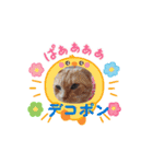 川越市保護猫カフェねこかつスタンプです（個別スタンプ：2）