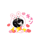 川越市保護猫カフェねこかつスタンプです（個別スタンプ：3）