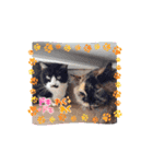 川越市保護猫カフェねこかつスタンプです（個別スタンプ：5）