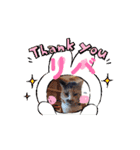川越市保護猫カフェねこかつスタンプです（個別スタンプ：6）