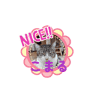 川越市保護猫カフェねこかつスタンプです（個別スタンプ：7）