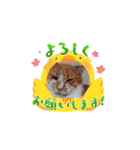 川越市保護猫カフェねこかつスタンプです（個別スタンプ：8）