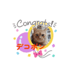 川越市保護猫カフェねこかつスタンプです（個別スタンプ：10）