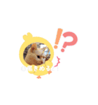 川越市保護猫カフェねこかつスタンプです（個別スタンプ：11）