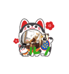 川越市保護猫カフェねこかつスタンプです（個別スタンプ：12）