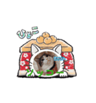 川越市保護猫カフェねこかつスタンプです（個別スタンプ：13）