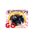 川越市保護猫カフェねこかつスタンプです（個別スタンプ：14）