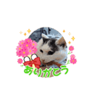 川越市保護猫カフェねこかつスタンプです（個別スタンプ：16）