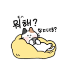 3匹のねこと韓国語2（個別スタンプ：9）