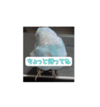 インコ「ルル」withアニメーション（個別スタンプ：1）