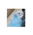 インコ「ルル」withアニメーション（個別スタンプ：2）