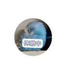 インコ「ルル」withアニメーション（個別スタンプ：3）
