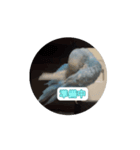 インコ「ルル」withアニメーション（個別スタンプ：4）