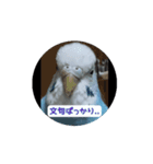 インコ「ルル」withアニメーション（個別スタンプ：6）