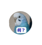インコ「ルル」withアニメーション（個別スタンプ：7）