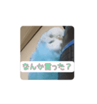 インコ「ルル」withアニメーション（個別スタンプ：8）