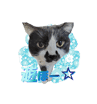 木更津猫チョビすけ_07（個別スタンプ：1）