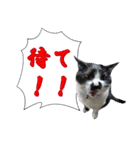 木更津猫チョビすけ_07（個別スタンプ：4）