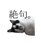 木更津猫チョビすけ_07（個別スタンプ：5）