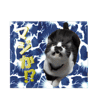 木更津猫チョビすけ_07（個別スタンプ：8）