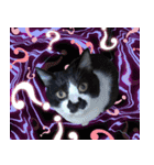木更津猫チョビすけ_07（個別スタンプ：9）