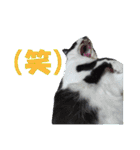 木更津猫チョビすけ_07（個別スタンプ：10）