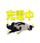 木更津猫チョビすけ_07（個別スタンプ：13）