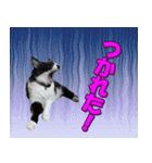 木更津猫チョビすけ_07（個別スタンプ：15）