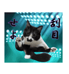 木更津猫チョビすけ_07（個別スタンプ：16）