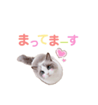 いつものほたてくん3（個別スタンプ：3）