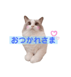 いつものほたてくん3（個別スタンプ：4）