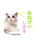 いつものほたてくん3（個別スタンプ：6）