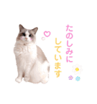 いつものほたてくん3（個別スタンプ：7）