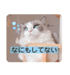 いつものほたてくん3（個別スタンプ：10）