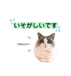 いつものほたてくん3（個別スタンプ：11）