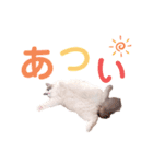 いつものほたてくん3（個別スタンプ：12）