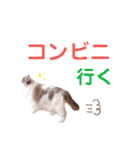 いつものほたてくん3（個別スタンプ：13）