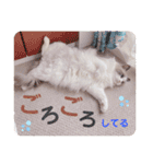 いつものほたてくん3（個別スタンプ：15）