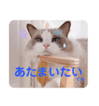 いつものほたてくん3（個別スタンプ：18）
