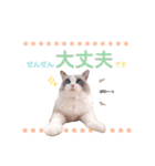 いつものほたてくん3（個別スタンプ：19）