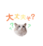 いつものほたてくん3（個別スタンプ：20）
