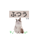 いつものほたてくん3（個別スタンプ：21）