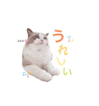 いつものほたてくん3（個別スタンプ：22）