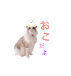 いつものほたてくん3（個別スタンプ：23）