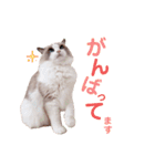 いつものほたてくん3（個別スタンプ：24）