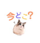 いつものほたてくん3（個別スタンプ：26）