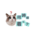 いつものほたてくん3（個別スタンプ：27）